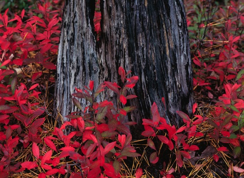 Burnt Pine and Blueberry Saplings, Pine Barrens (MF).jpg